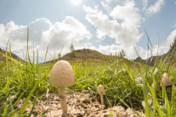 Psilocybe Cubensis – grzyby o magicznych właściwościach