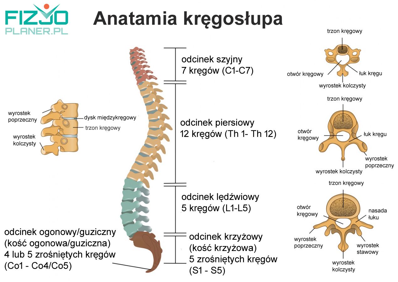 Anatomia budowa kręgosłupa