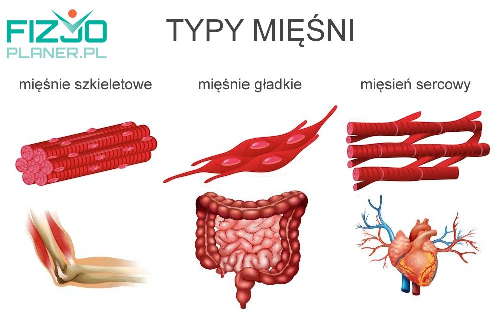 typy mięśni
