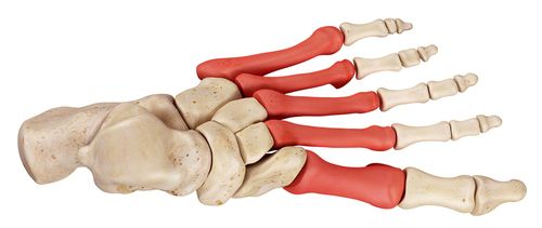 kości stopy - anatomia