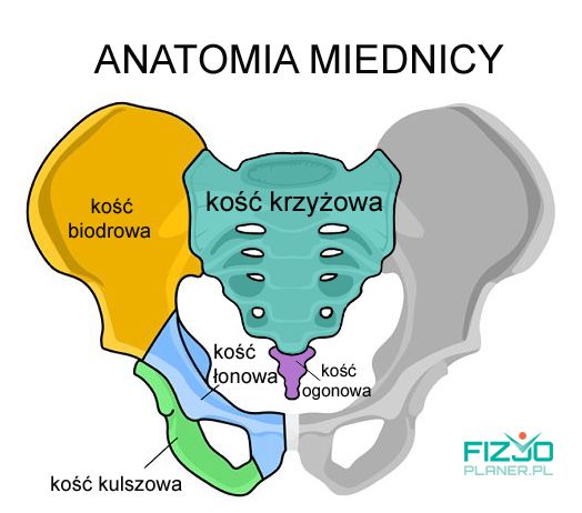 Anatomia miednicy